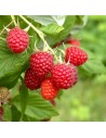 Rubus idaeus 'Fallred steib2a' - Framboisier