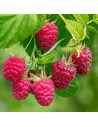 Rubus idaeus 'Autumn Bliss' - Framboisier