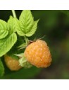 Rubus idaeus 'Alpengold' - Framboisier