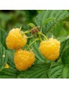 Rubus idaeus 'Golden Everest' - Framboisier