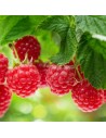 Rubus idaeus 'Meeker' - Framboisier