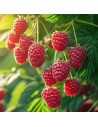 Rubus idaeus 'Glen Ample' - Framboisier
