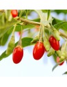 Lycium barbarum - Baies de Goji