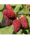 Rubus fruticosus 'Aurora' x Rubus idaeus - Tayberry