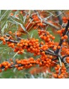 Hippophae rhamnoides 'Leikora' - Argousier