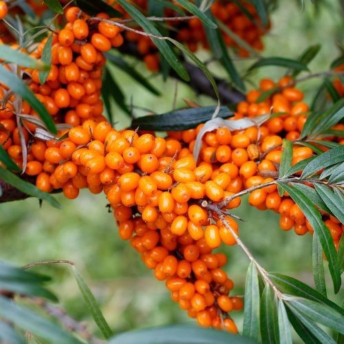 Argousier (hippophae rhamnoides) Hergo