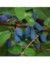 Maibeere 'Amur' - Myrtillier de Sibérie
