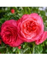 Rosa 'Line Renaud' - Rosier