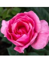 Rosa 'Queen Elisabeth' - Rosier