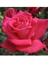 Rosa 'Lolita Lempicka' - Rosier