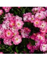 Rosa 'Mozart' - Rosier