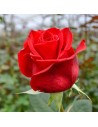 Rosa ‘Magali' - Rosier