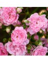 Rosa 'Marie Curie' - Rosier
