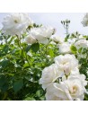 Rosa 'Schneewittchen' - Rosier
