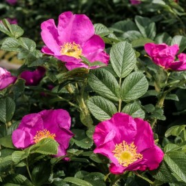 Rosier Rugosa