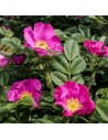 Rosa rugosa - Rosier sauvage