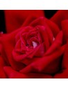 Rosa 'Dame de coeur' - Rosier