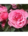 Rosa 'Leonardo da Vinci' - Rosier