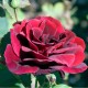 Rosa Papa Meilland