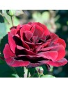 Rosa 'Papa Meilland' - Rosier