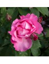 Rosa 'The Mc Cartney Rose' - Rosier