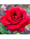Rosa 'Winschoten Botero' - Rosier