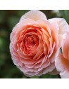 Rosa 'Colette' - Rosier