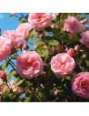 Rosa 'Pink Meilove' - Rosier