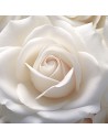 Rosa 'Helga' - Rosier
