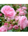 Rosa 'Souvenir de Baden Baden' - Rosier