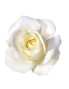 Rosa 'Mémoire' - Rosier