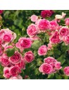 Rosa 'Elbflorenz' - Rosier