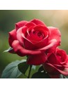 Rosa 'Hot Chocolat' - Rosier