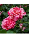 Rosa 'Abracadabra' - Rosier