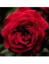 Rosa 'Royal Garden' - Rosier