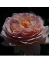 Rosa 'Charlène de Monaco' - Rosier