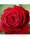 Rosa 'Cygne Noir' - Rosier