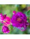 Rosa 'Burgundy Ice' Rosier