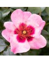 Rosa persica 'Bright Eyes' - Rosier