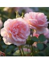 Rosa 'Prince Jardinier' - Rosier