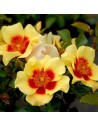 Rosa persica 'Eye of the Tiger' - Rosier