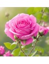 Rosa 'Melrose' - Rosier