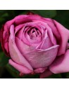 Rosa 'Lila Wunder' - Rosier