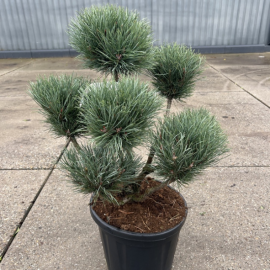 Pinus sylvestris watereri bonsai