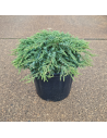 Juniperus communis 'Green Carpet' - Genévrier