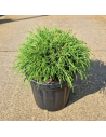 Chamaecyparis pisifera filifera  nana