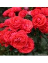Rosa 'Cherry Girl' - Rosier