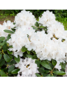 Rhododendron Inkarho Cunningham. White