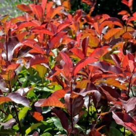 Photinia x fraseri 'Little Red Robin' compacta