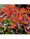 Photinia x fraseri 'Little Red Robin Compacta'